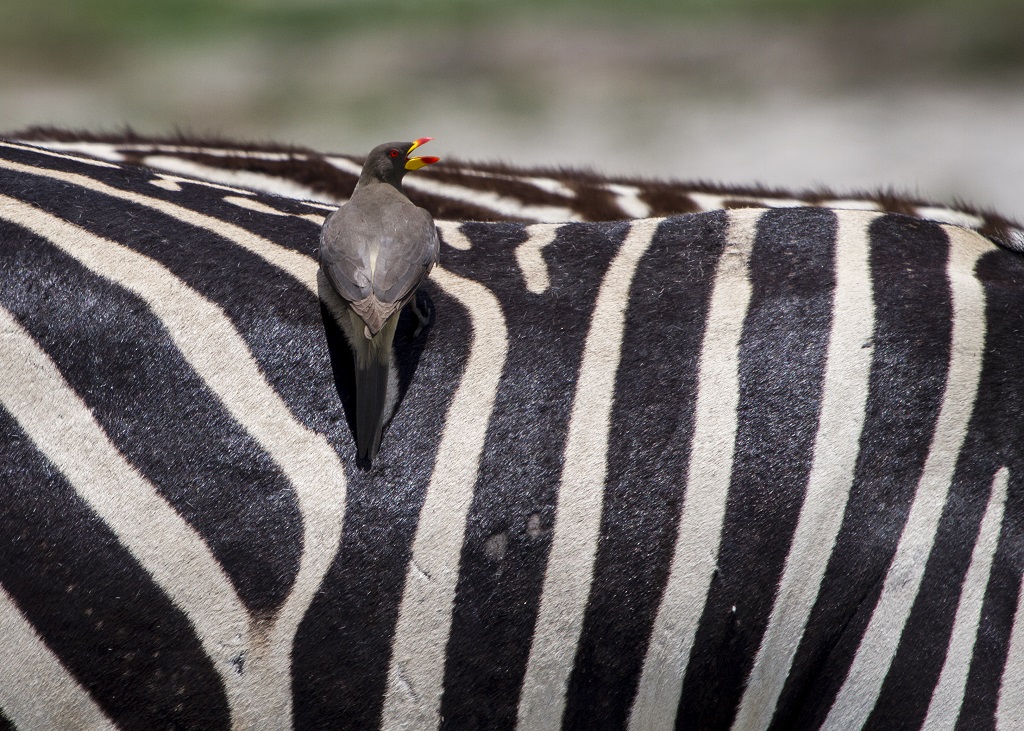 Bird on Zebra.jpg